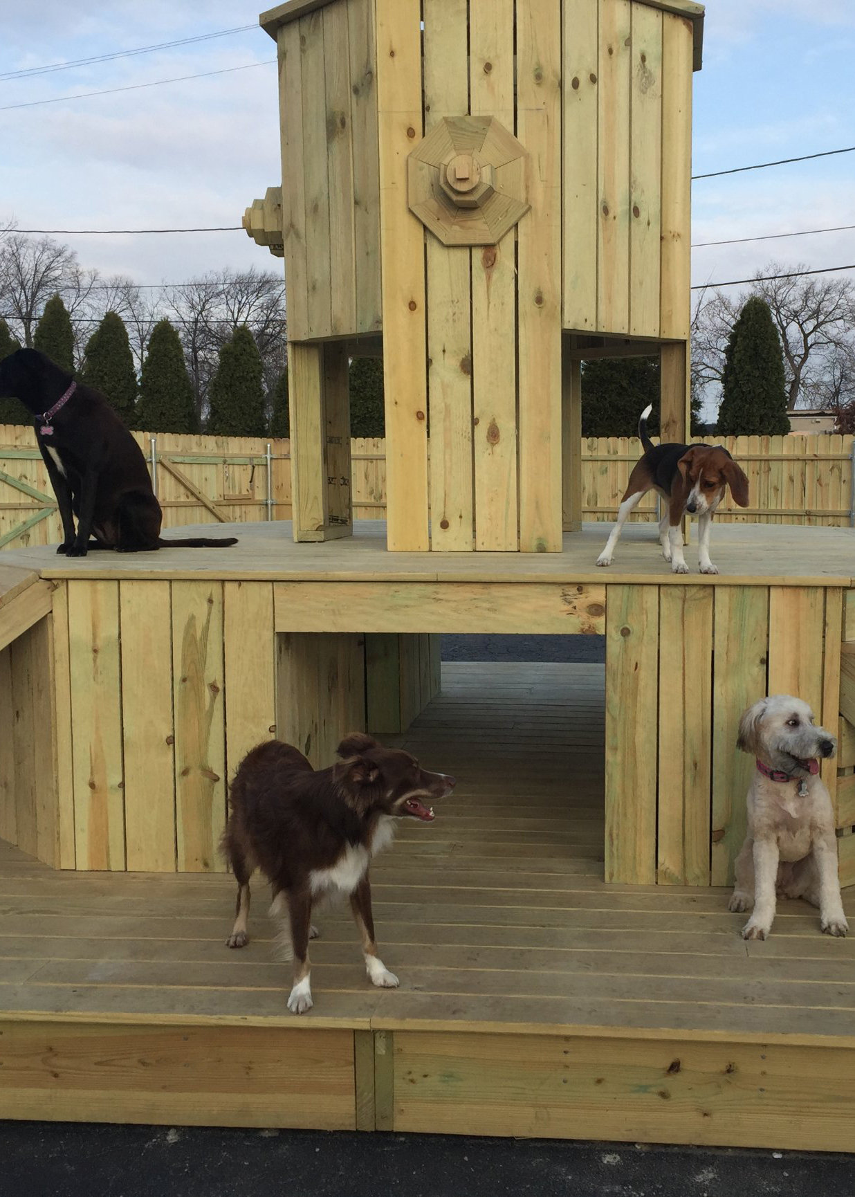 MILWAUKEE Playtime Doggy Daycare