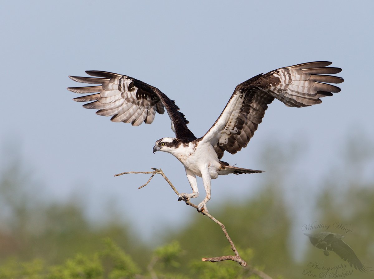 Osprey-nesting - Whistling Wings Photography