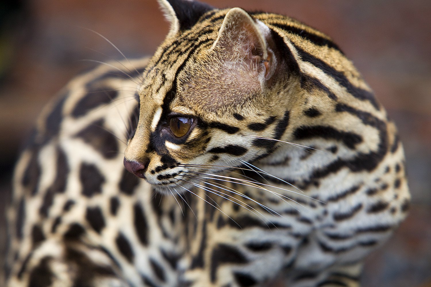 Wild Cats - Jim Zuckerman photography & photo tours