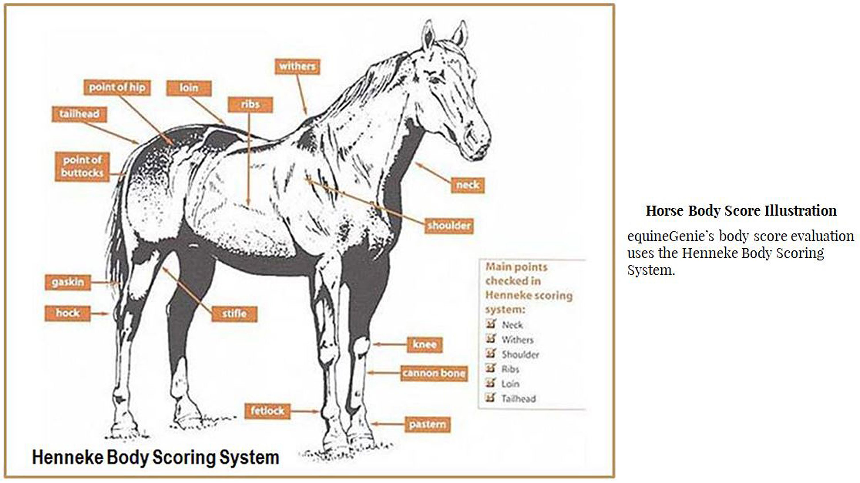 Horse Care Management Equine Genie Horse Business Management Software