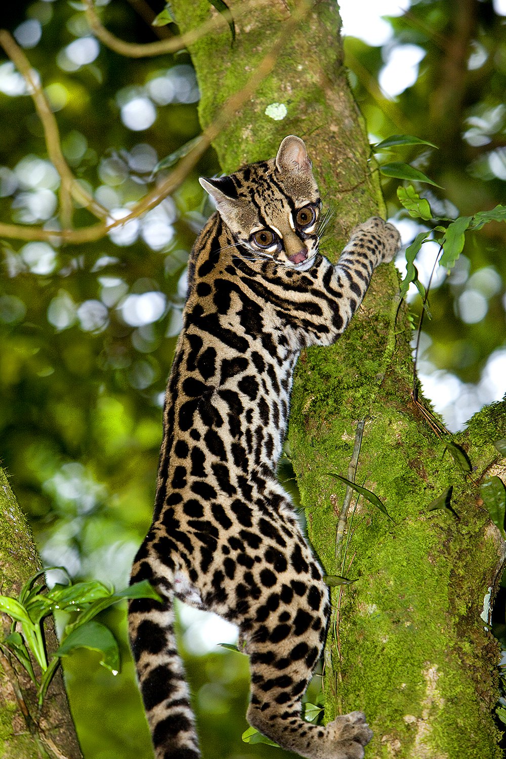 New World Rainforest Jim Zuckerman photography & photo tours