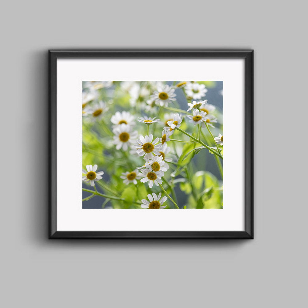 Daisy Fine Art Photographic Framed Print | SUSAN PHELPS | PHOTOGRAPHY ...