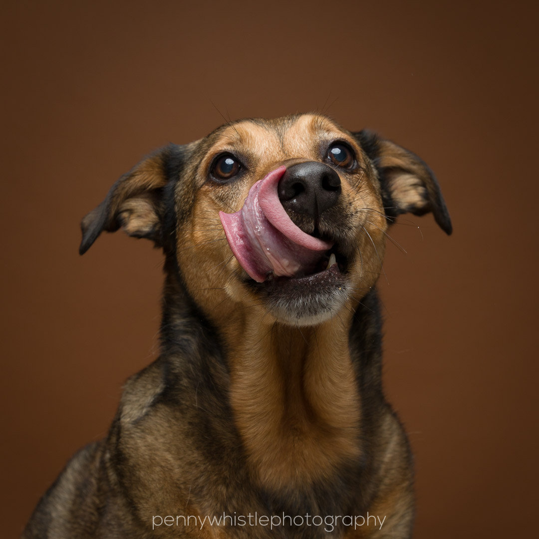 Dogs Love Peanut Butter