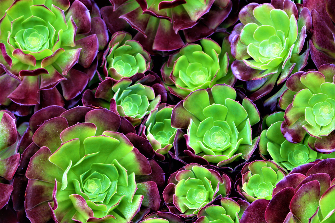 Close-up of vibrant green and purple succulents arranged closely together.