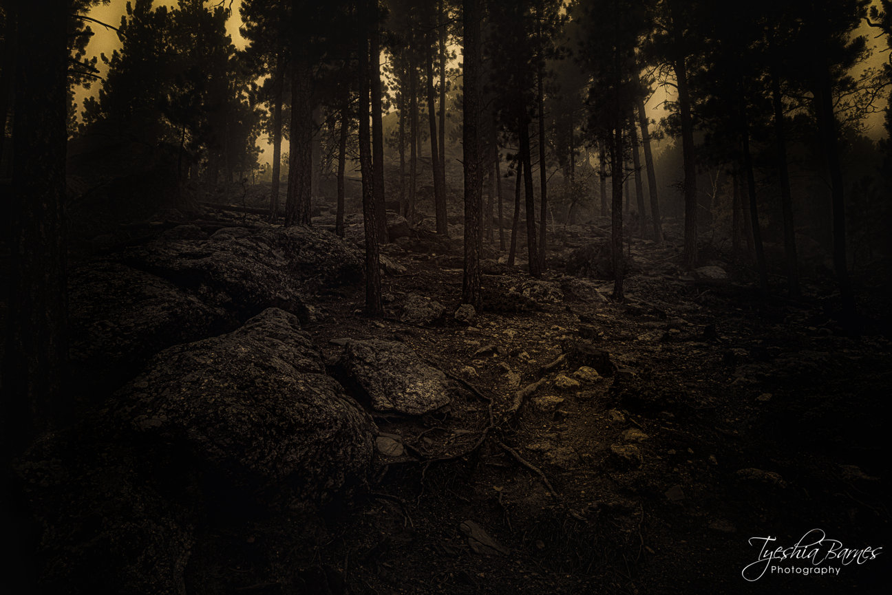 Moody fine art landscape photograph of tall pine trees, rugged rocks, and filtered golden light in a dark forest.