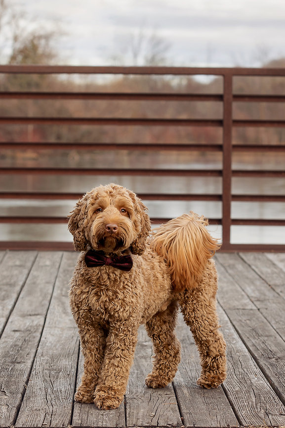 Curly-haired dog wearing a bow tie stands on a wooden deck with a lake and railing in the background.