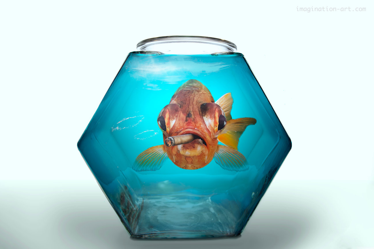 Composite image of a large goldfish smoking a cigar in a fishtank.