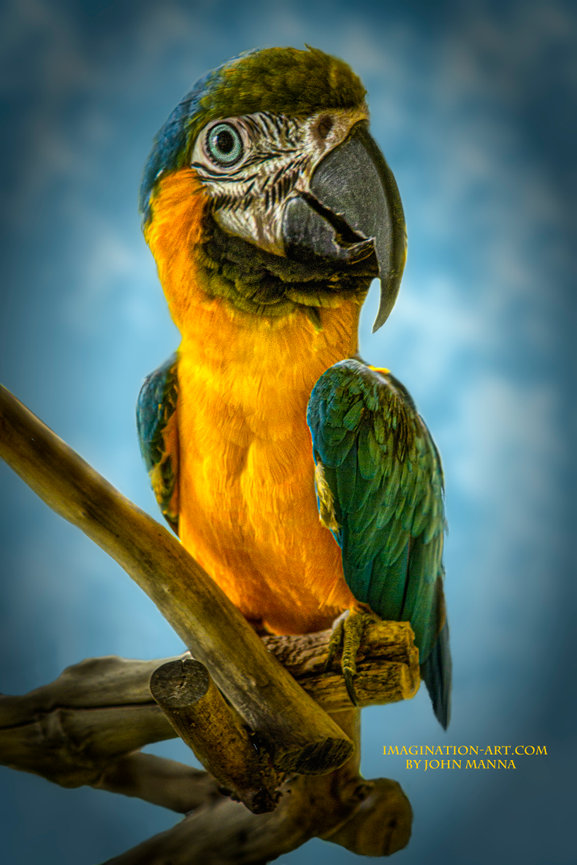 Image of a parrot with a large head.