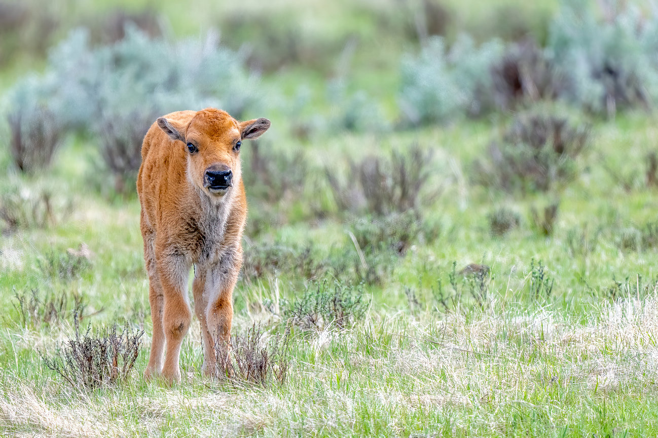 Baby Bison / Red Dog in Yellowstone National Park