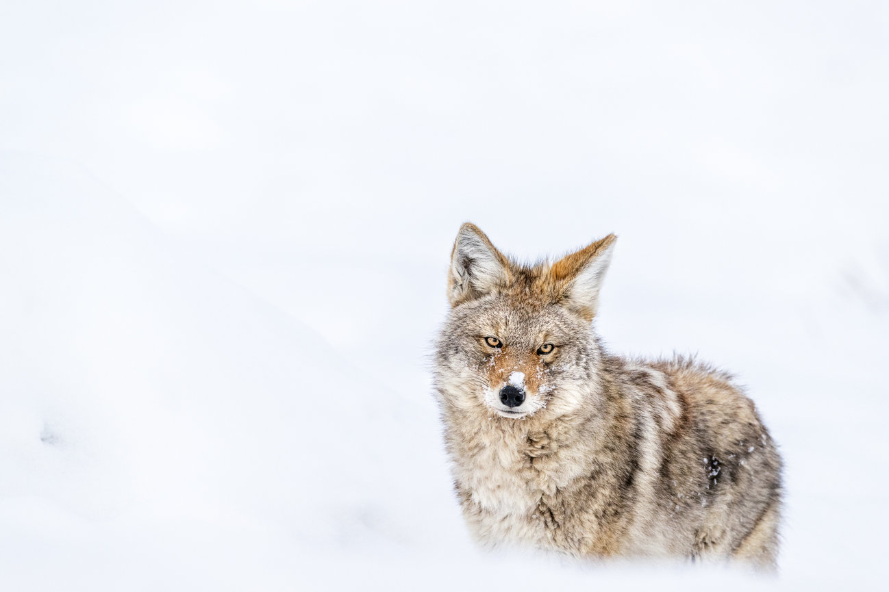 Yellowstone National Park Wildlife Image of Coyote Portrait in the snow