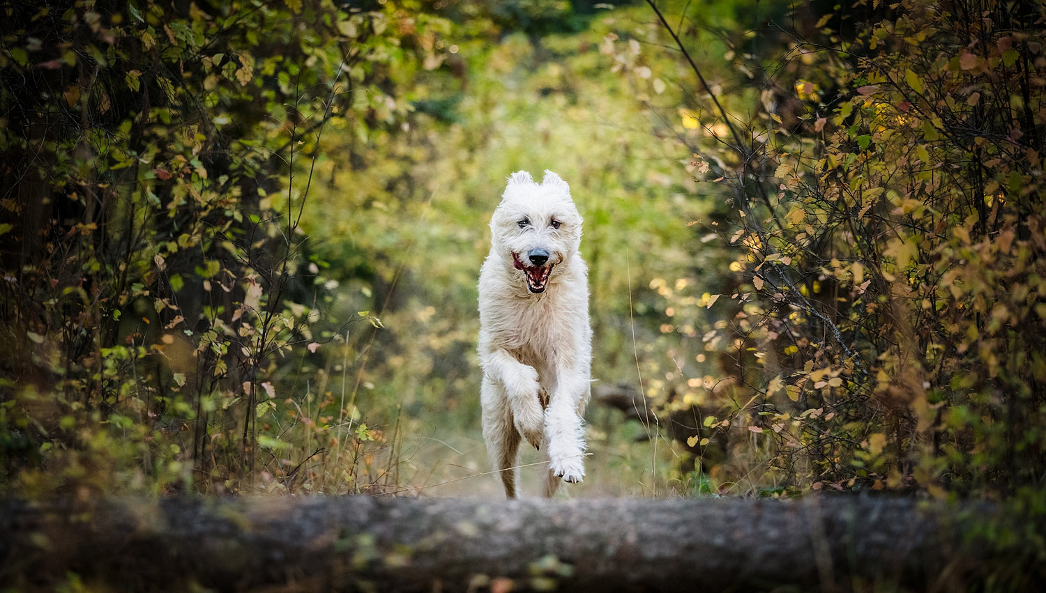 Irish Wolfhound running through a North Idaho forest, leaping over a fallen log during an outdoor dog photography session.