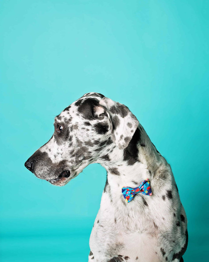 a black and white spotted great dane in a blue bow tie looks left on an ocean blue backdrop