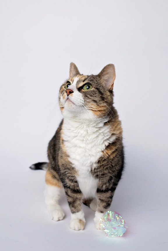 a white and calico cat with a crinkly toy poses for the camera