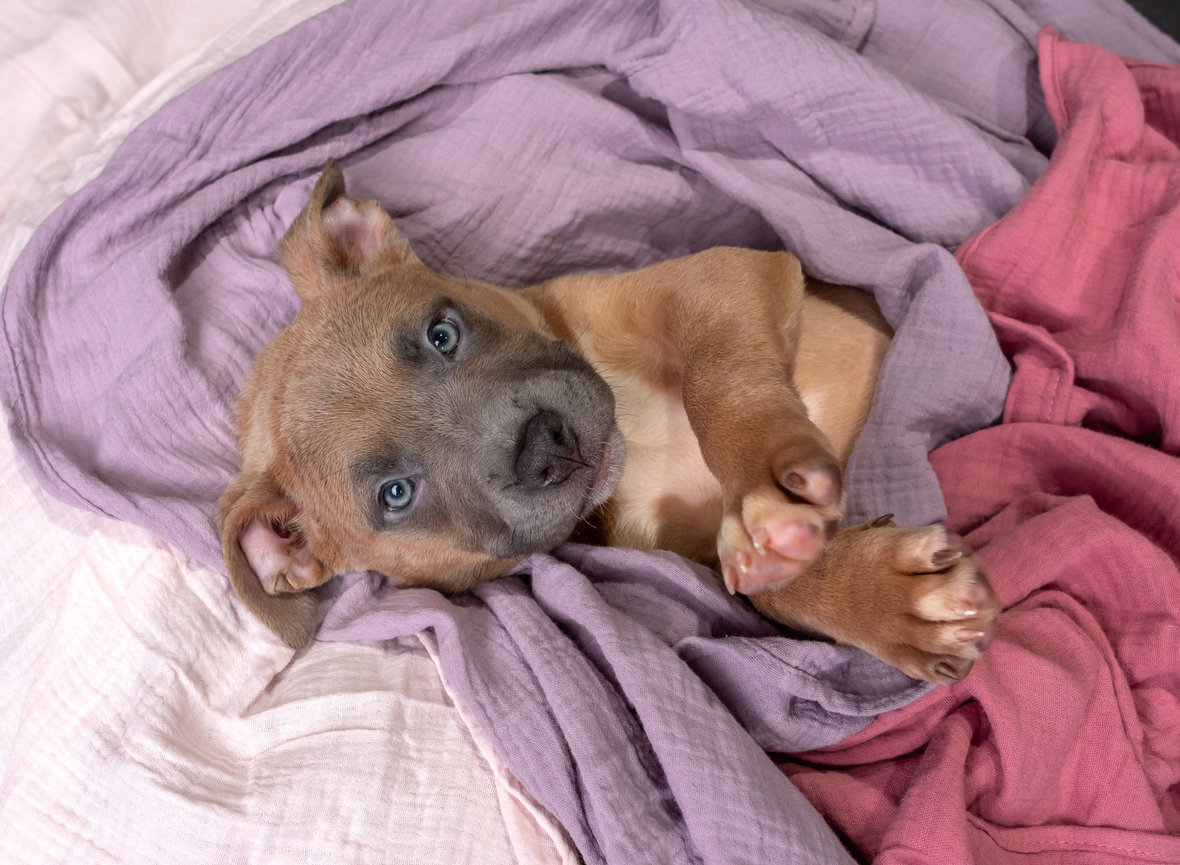 puppy photos at barkhop studio taken like newborn photos by pet photographer in chester county pa