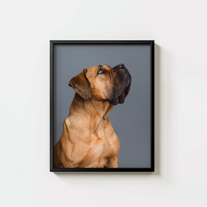Custom dog wall art featuring a sweet, gentle Boerboel, photographed by professional pet photographer BarkHop Studio in Chester County PA