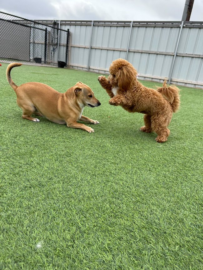 Fetch and best sale fun daycare