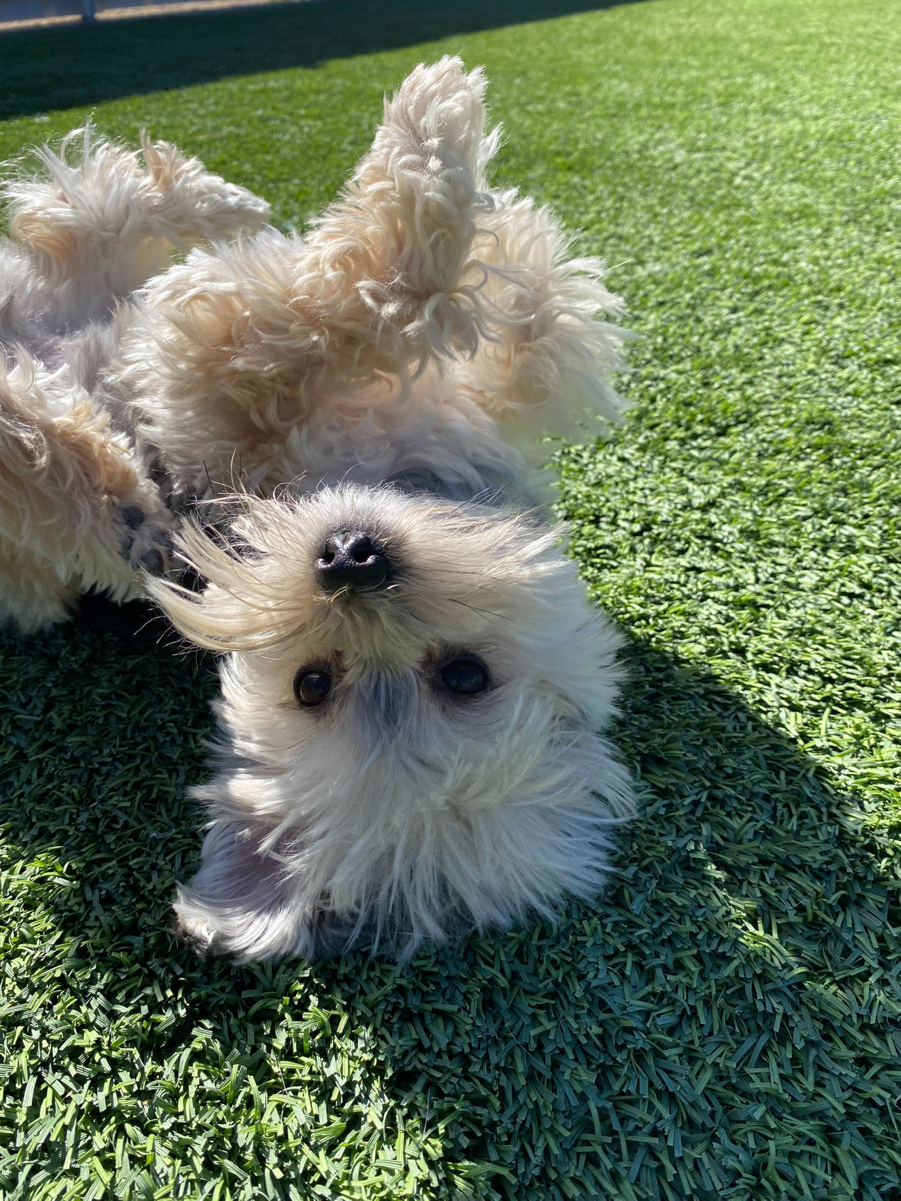 The Ultimate Playdate: Doggy Playgroups and Their Benefits - Amarillo Fetch