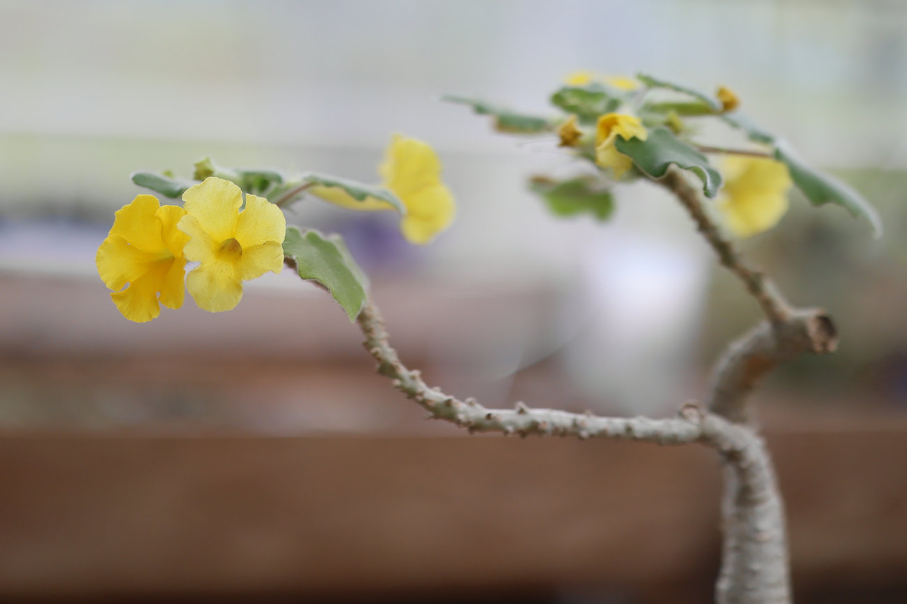 Yellow flowers blooming on a bare branch with a blurred background.