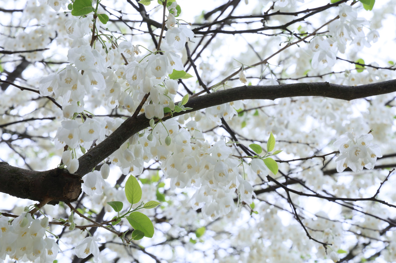 White blossoms cover tree branches against a pale sky.