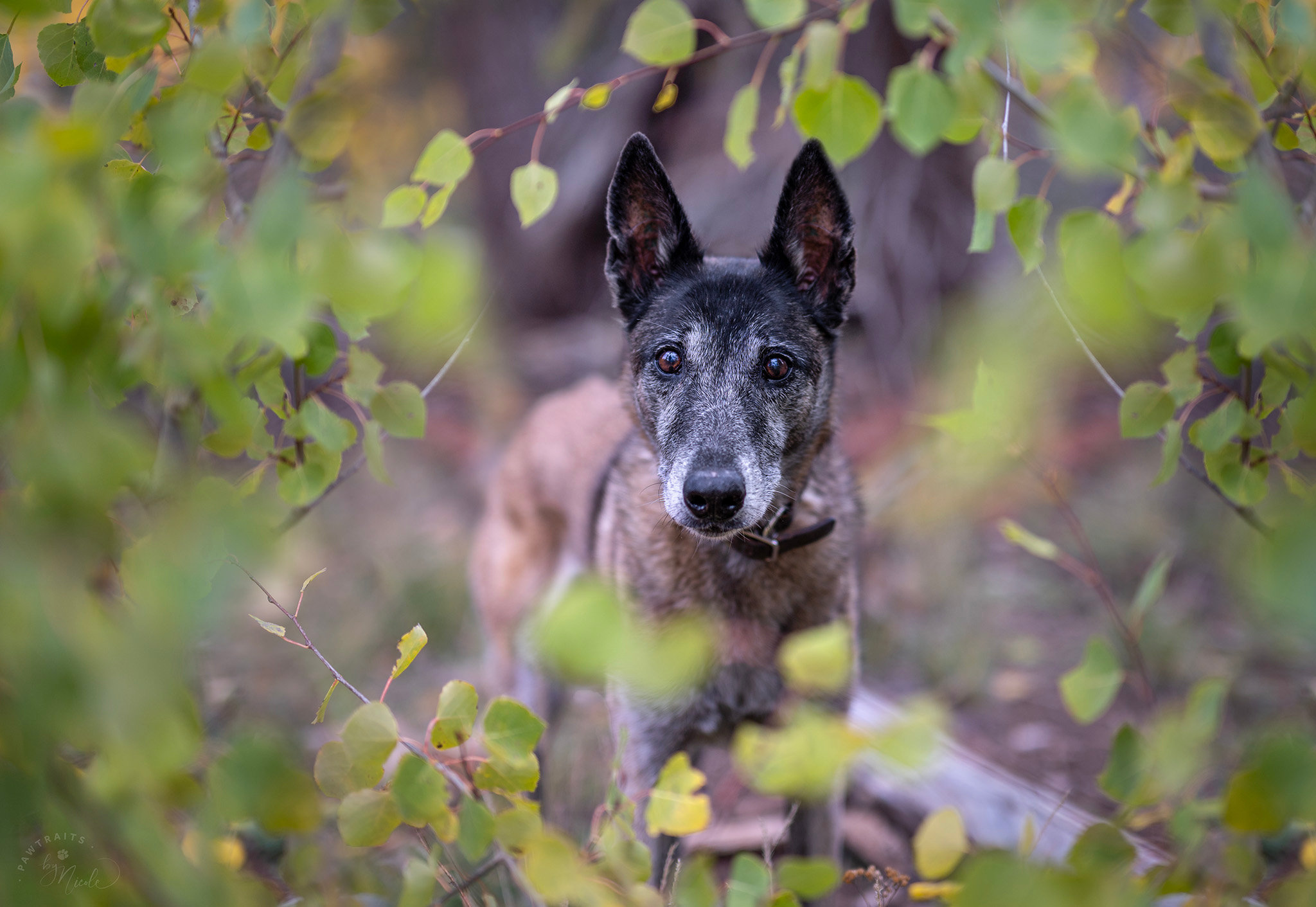 5 gift ideas for the Senior Dog in Your Life