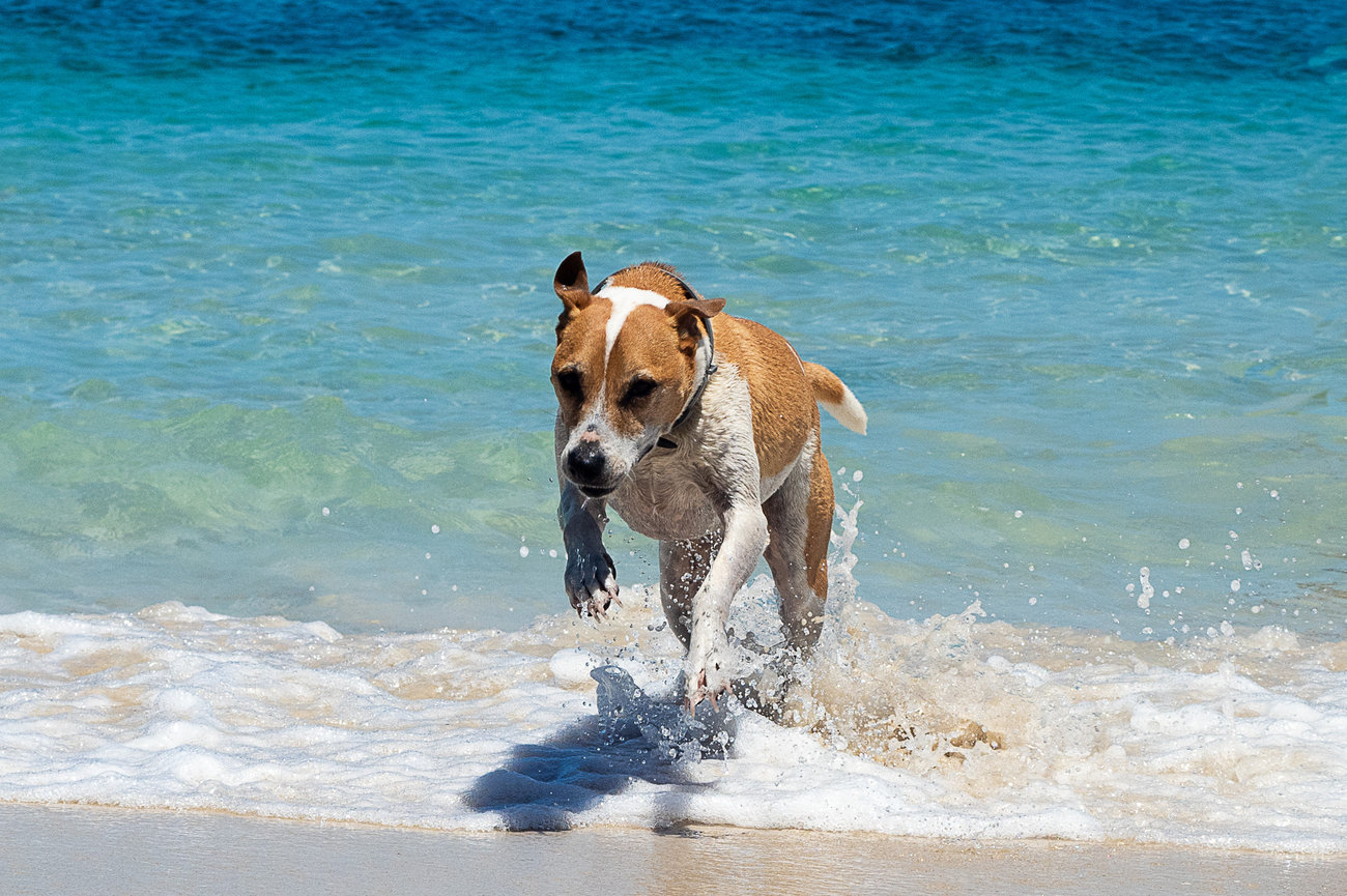 Dog running on the beach with waves crashing