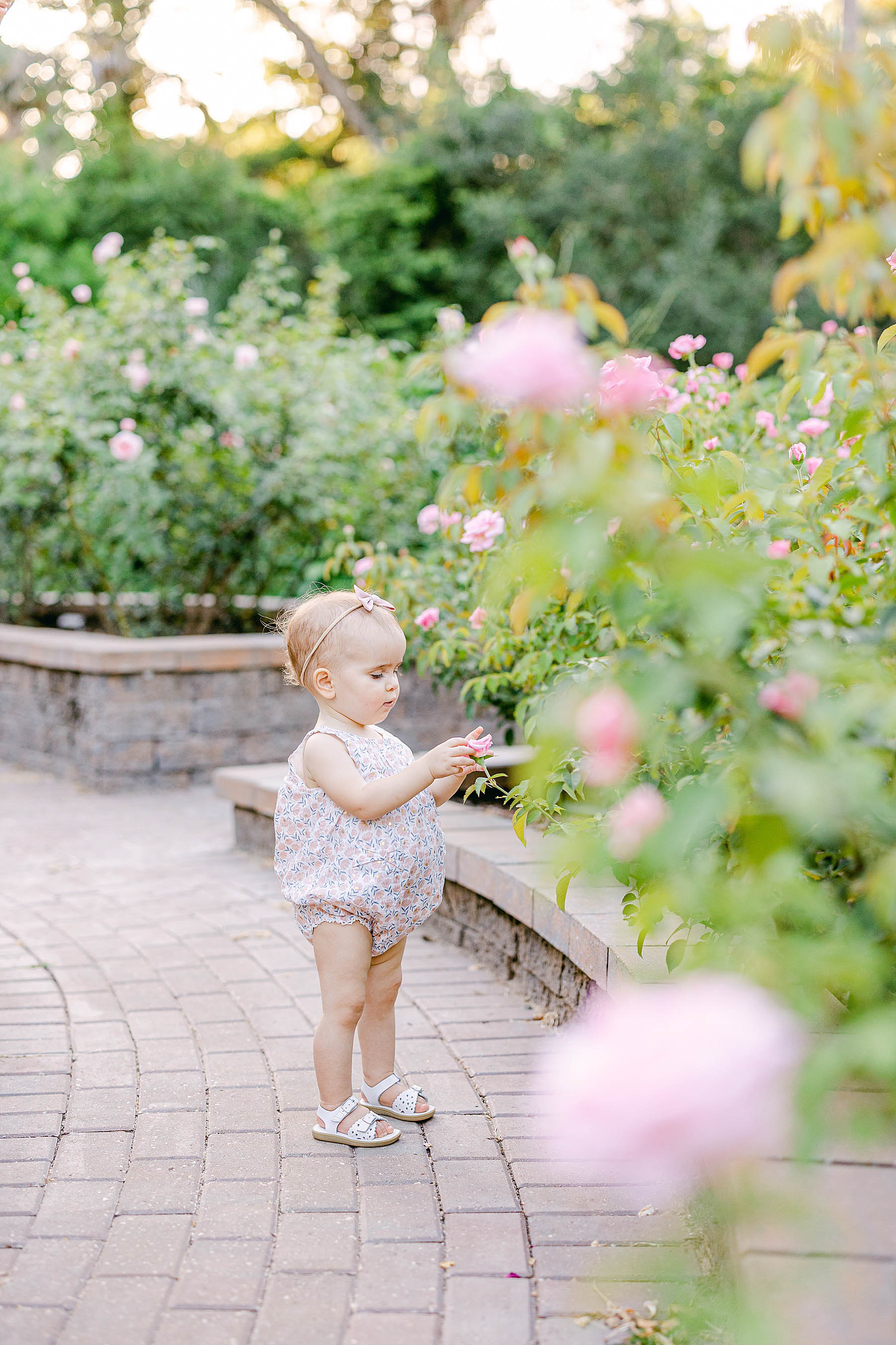 baby girl walking in garden smelling pink roses