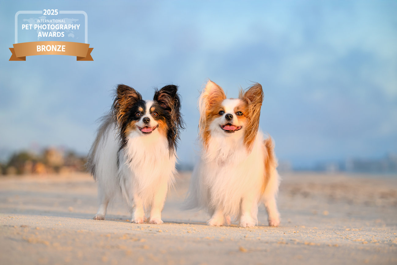 Two happy Papillon dogs standing on a sandy beach, with a soft focus background and an award banner in the corner.