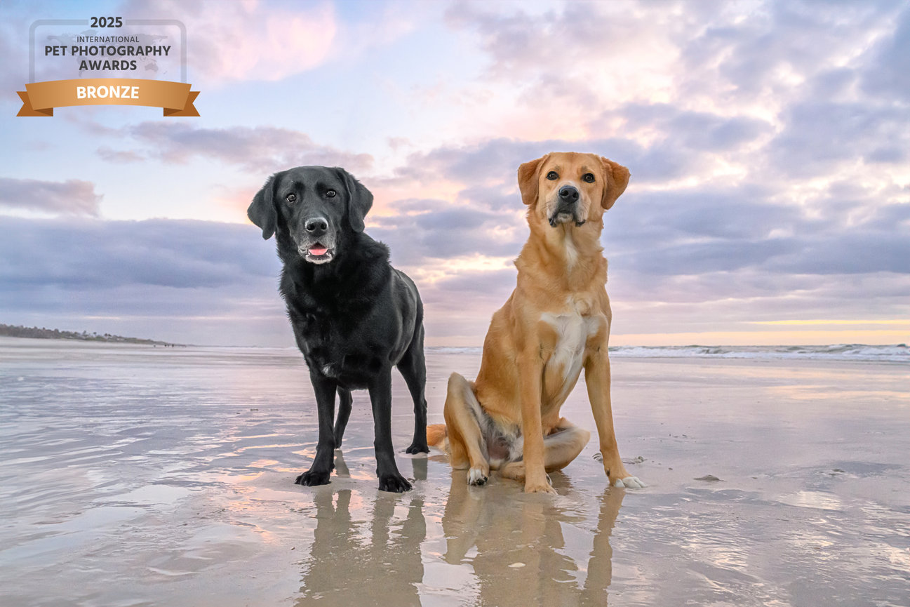 Two dogs, a black Labrador and a golden Labrador, stand on a sandy beach at sunset with a colorful sky.