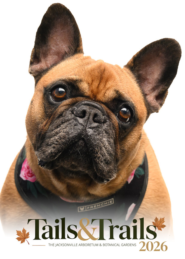 Dog photographed at Tails and Trails 2026
