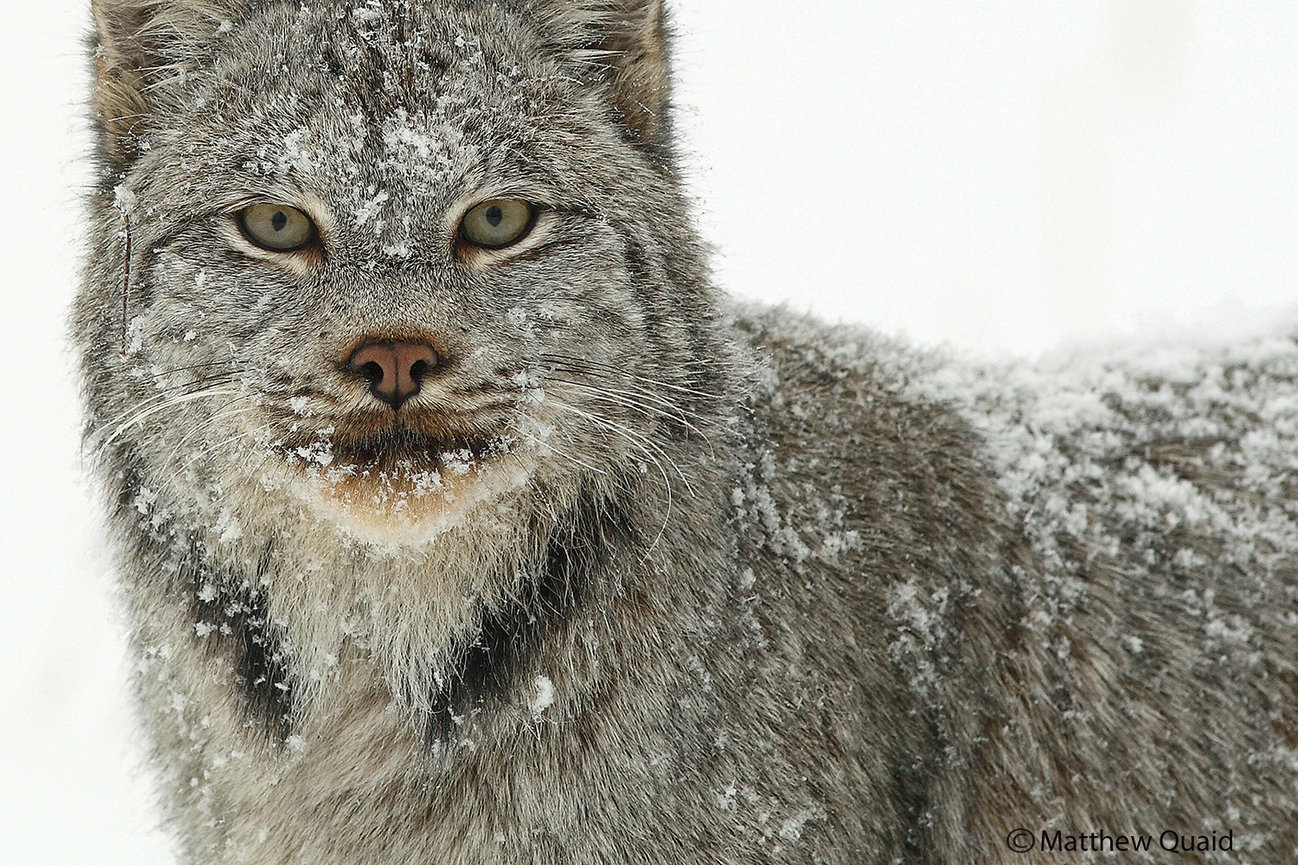 LYNX - Great Northern Images