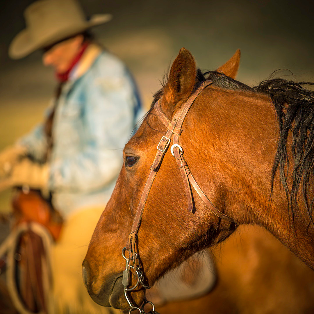 Ranch and Rodeo, photography of the southwest