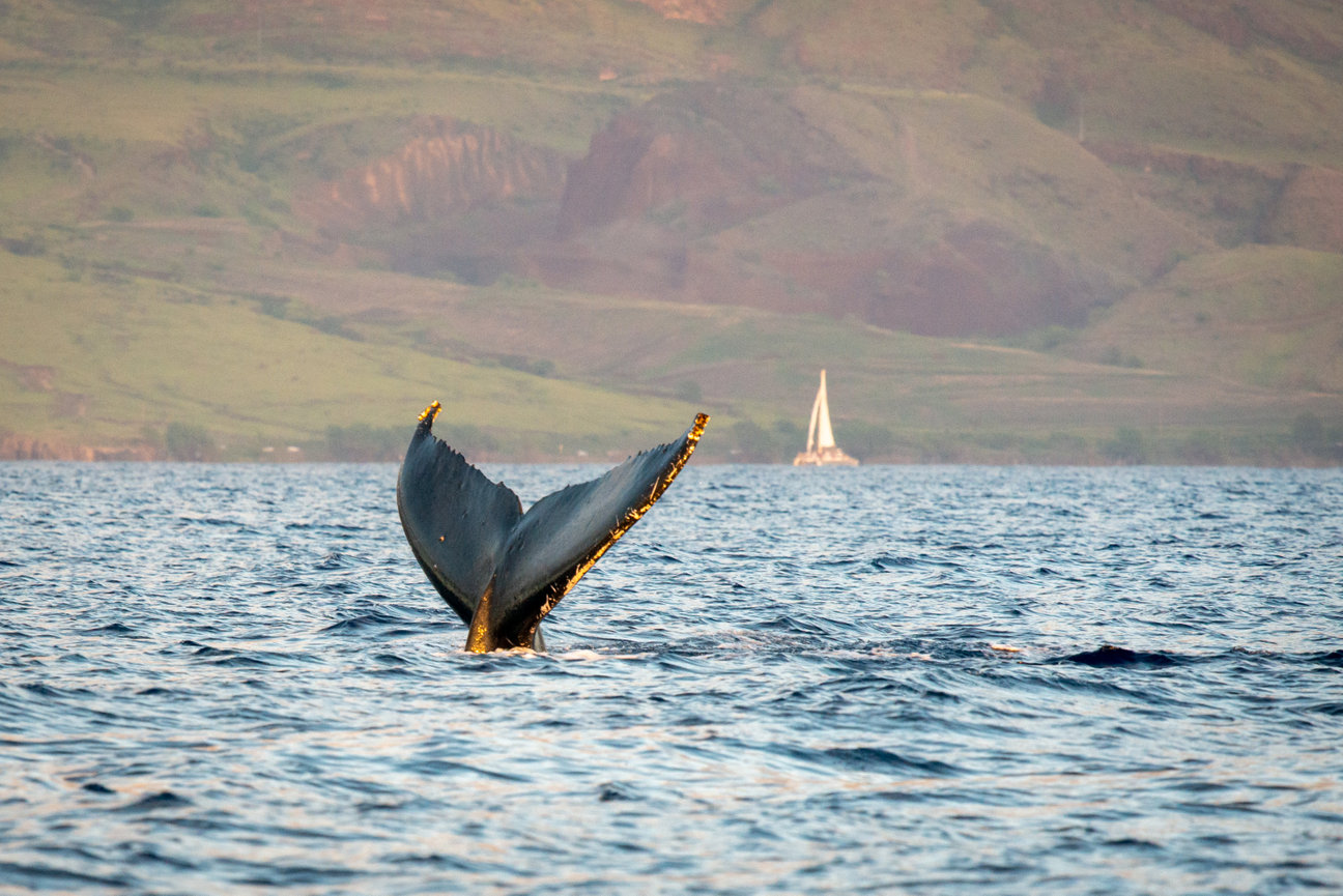 Humpback whale tail as it dives back into the ocean at sunset with a sailboat in the background.