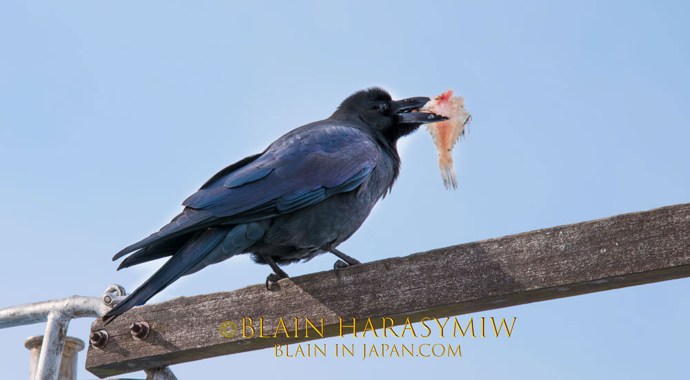 The Jungle Crow (Corvus macrorhynchos) & Other Wildlife Eye Contact