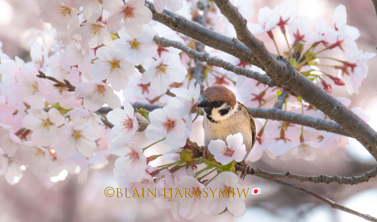 Earliest Cherry Blossoms Japan Hanami Tour Blain Harasymiw Photography