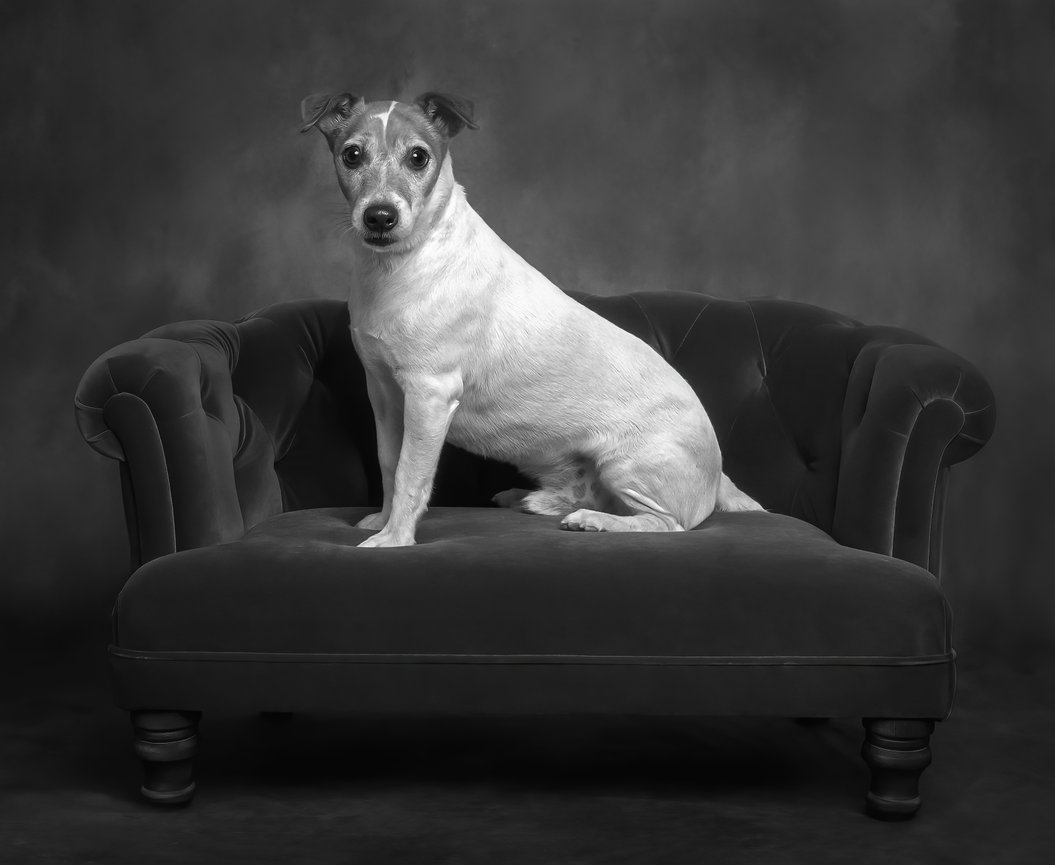 Sophisticated pet portrait welcome banner for Kimberly Austin Photography, serving pet owners near Lillington, NC.