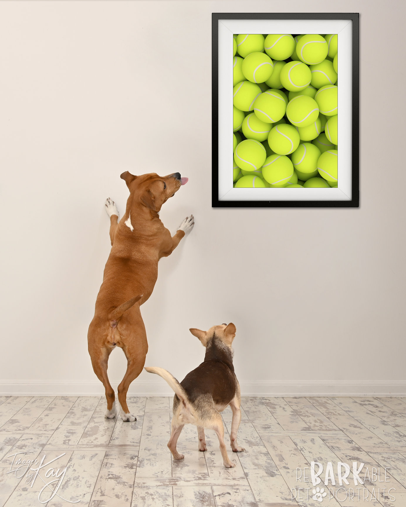 ReBARKable Pet Portraits Images by Kay & Co Photography