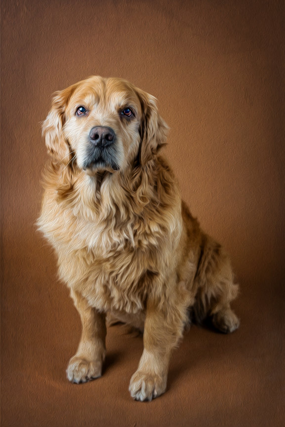 A golden retriever sits against a brown backdrop, looking directly at the camera.