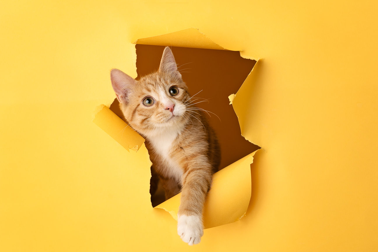 Orange tabby cat peeking through torn yellow paper with a curious expression.