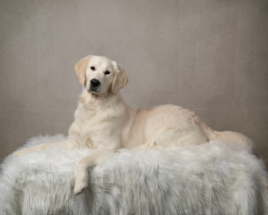 White dog resting on a fur-covered couch against a neutral backdrop.