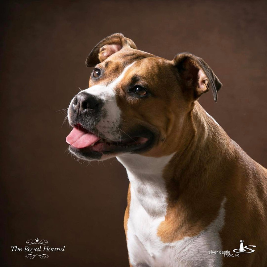 Brown and white dog close-up portrait against a dark studio background.