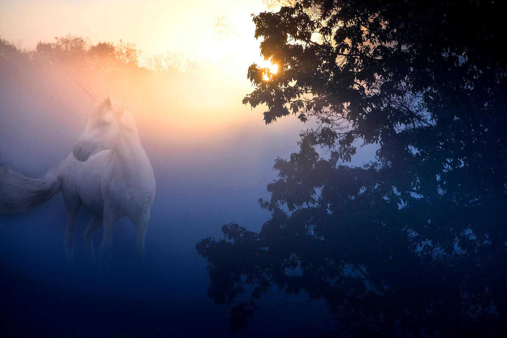 Unicorn in sunrise fog - Jim Zuckerman photography & photo tours