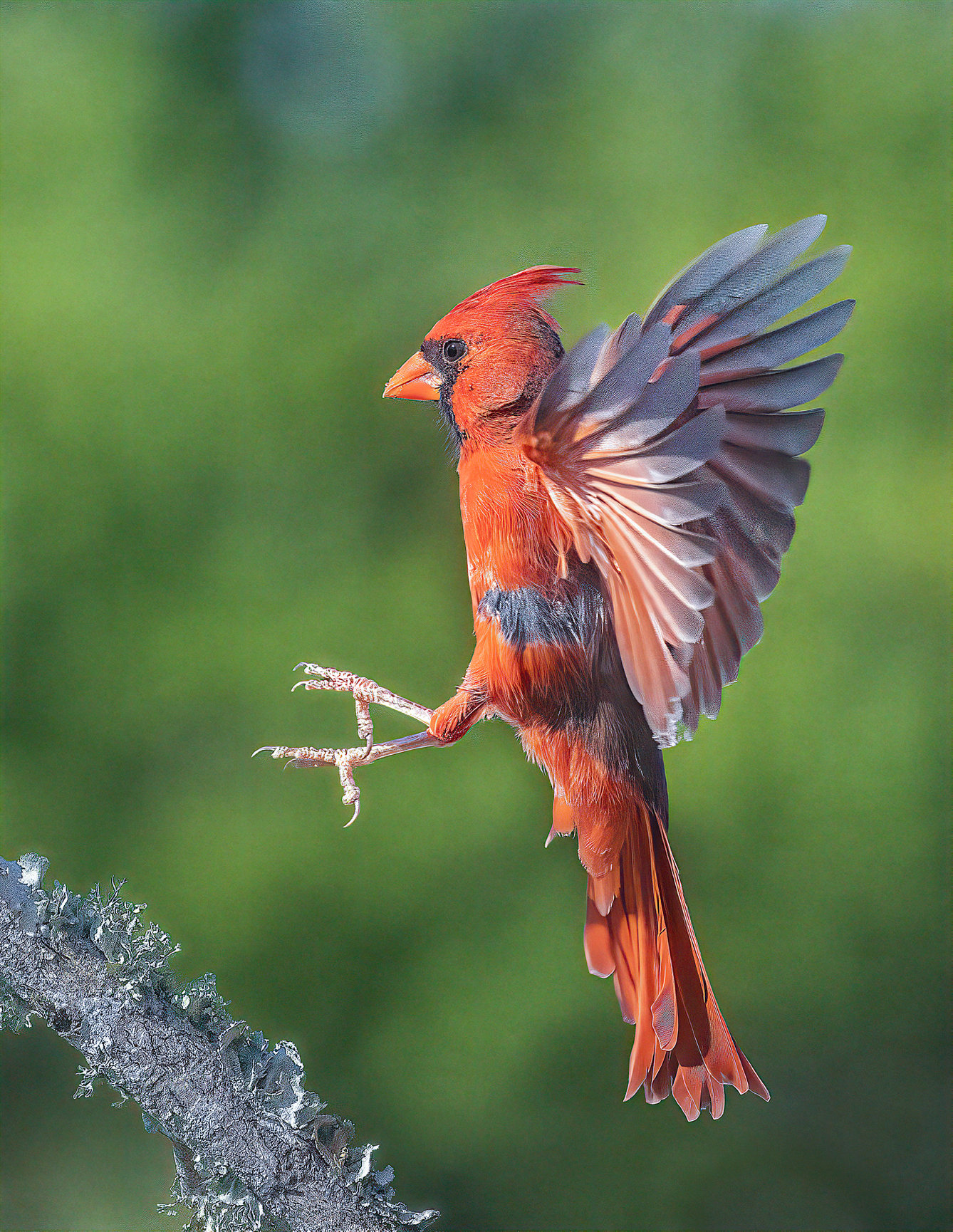 Cardinal In Flight Jim Zuckerman Photography Photo Tours