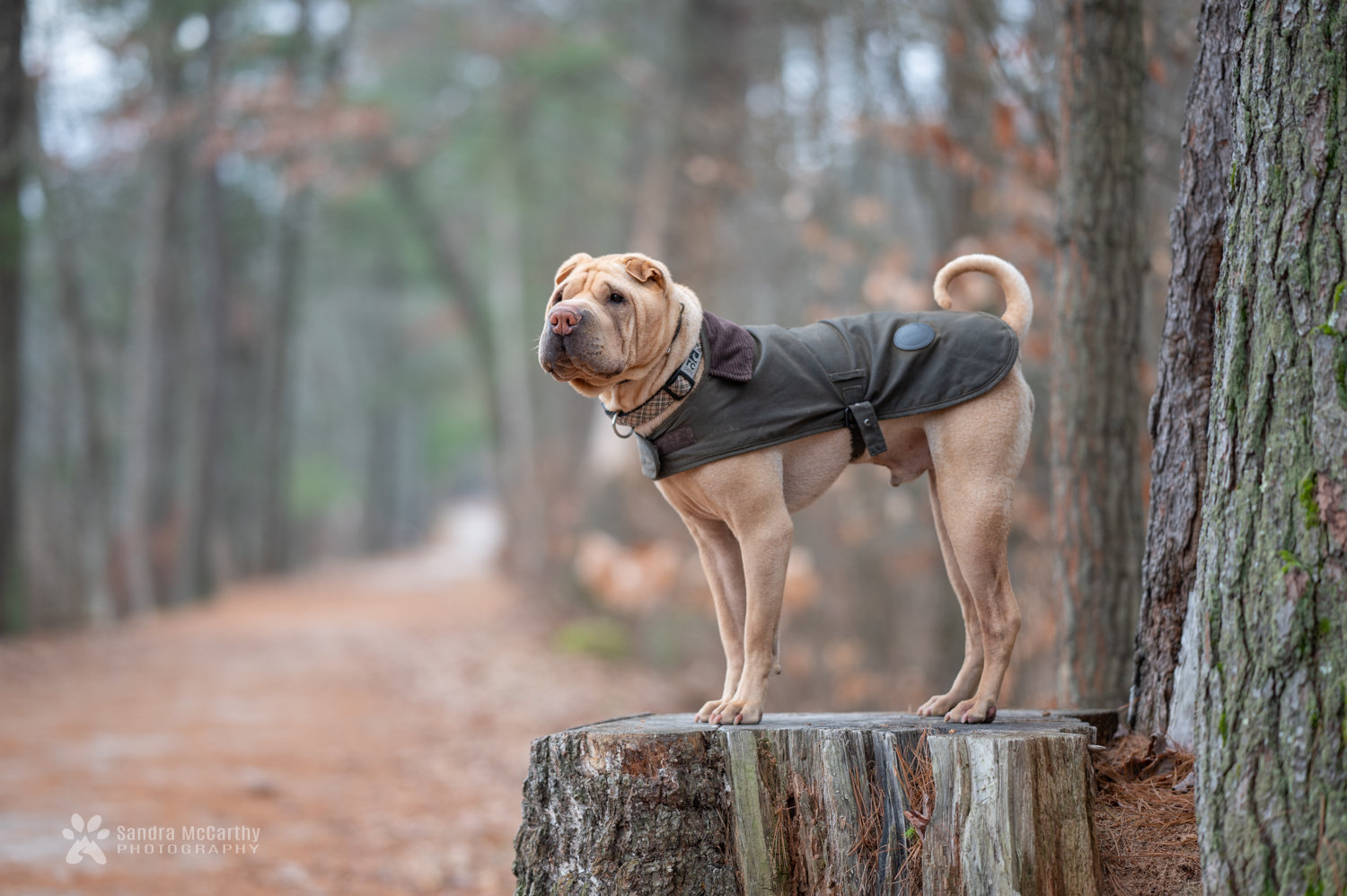 Hiking with Dogs in New Hampshire sandra mccarthy photography