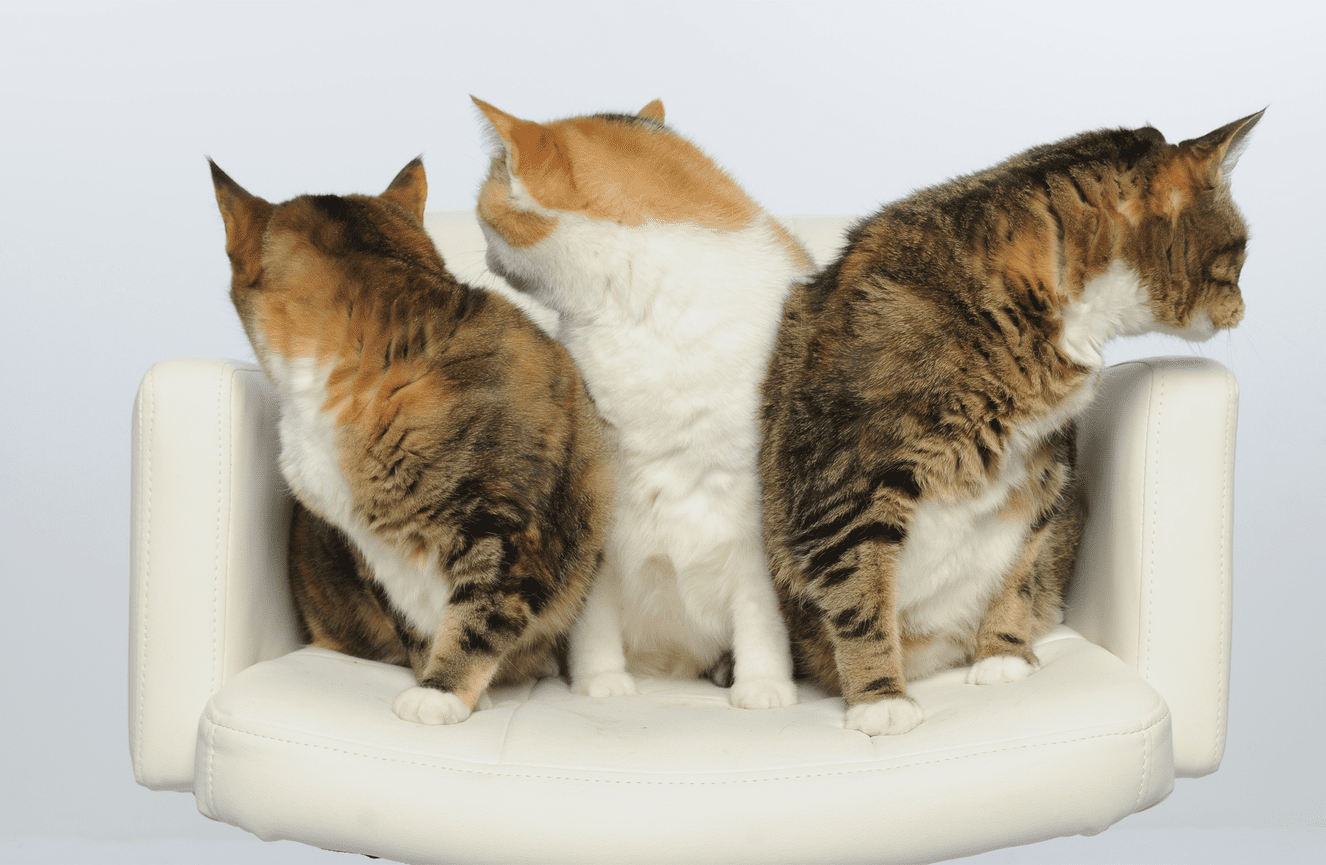 Three cats sitting on a white chair, looking away from the camera during a moderately successful pet photo session at Kliks Photography.