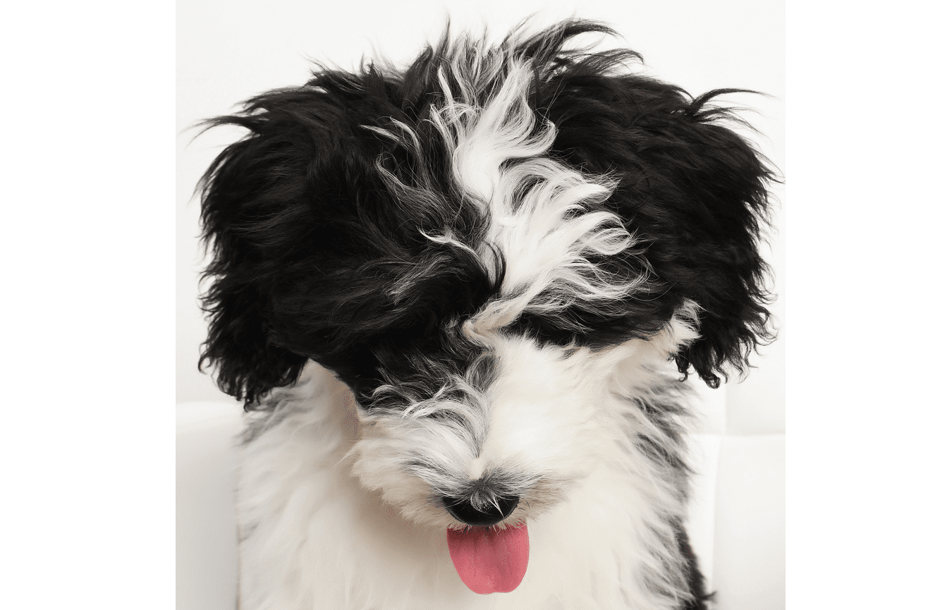 A black and white miniature English sheepdog sticking his pink tongue out at Kliks Photography.
