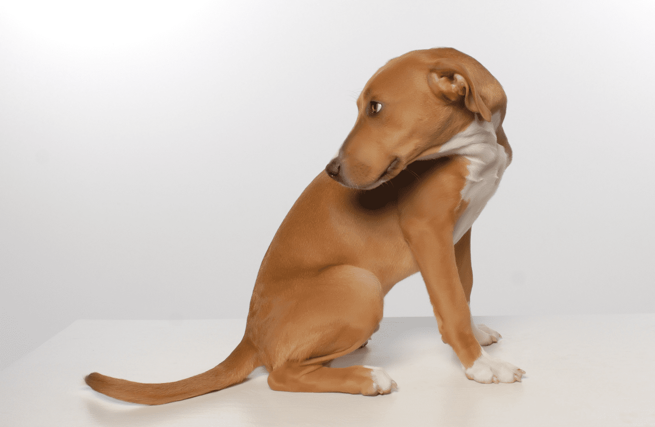 A medium sized gold dog with white paws looking over her shoulder on a white table in the Kliks Photography studio in Cedar Rapids Iowa.