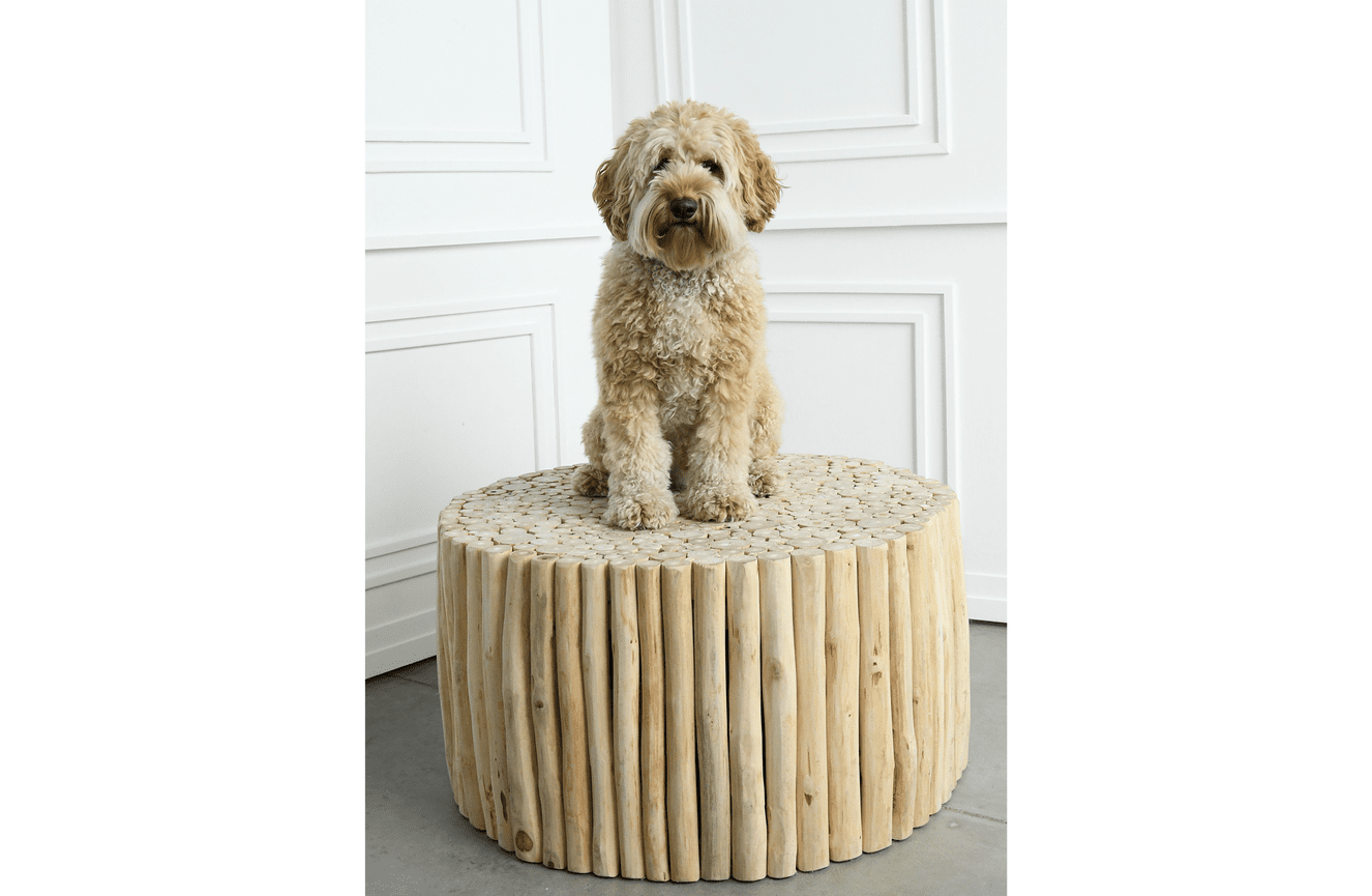 A blonde labradoodle dog sitting on a tan wooden stick pedestal in front of white wainscoting walls in the Kliks Photography studio in Cedar Rapids Iowa.