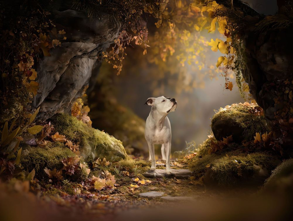 Dog in a sunlit forest clearing, surrounded by mossy rocks and autumn leaves.