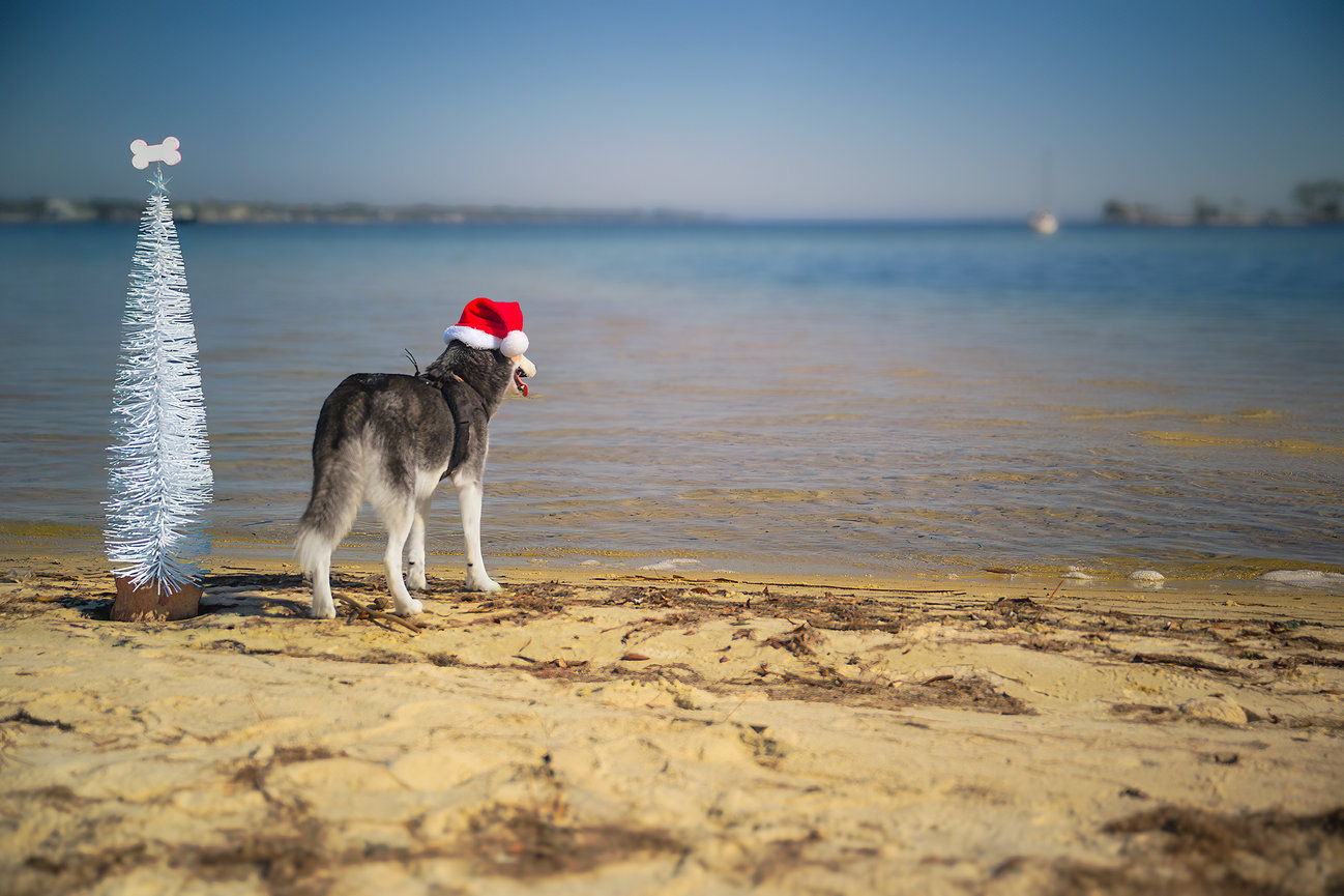 Dog with Santa hat on a beach near a small decorative tree.