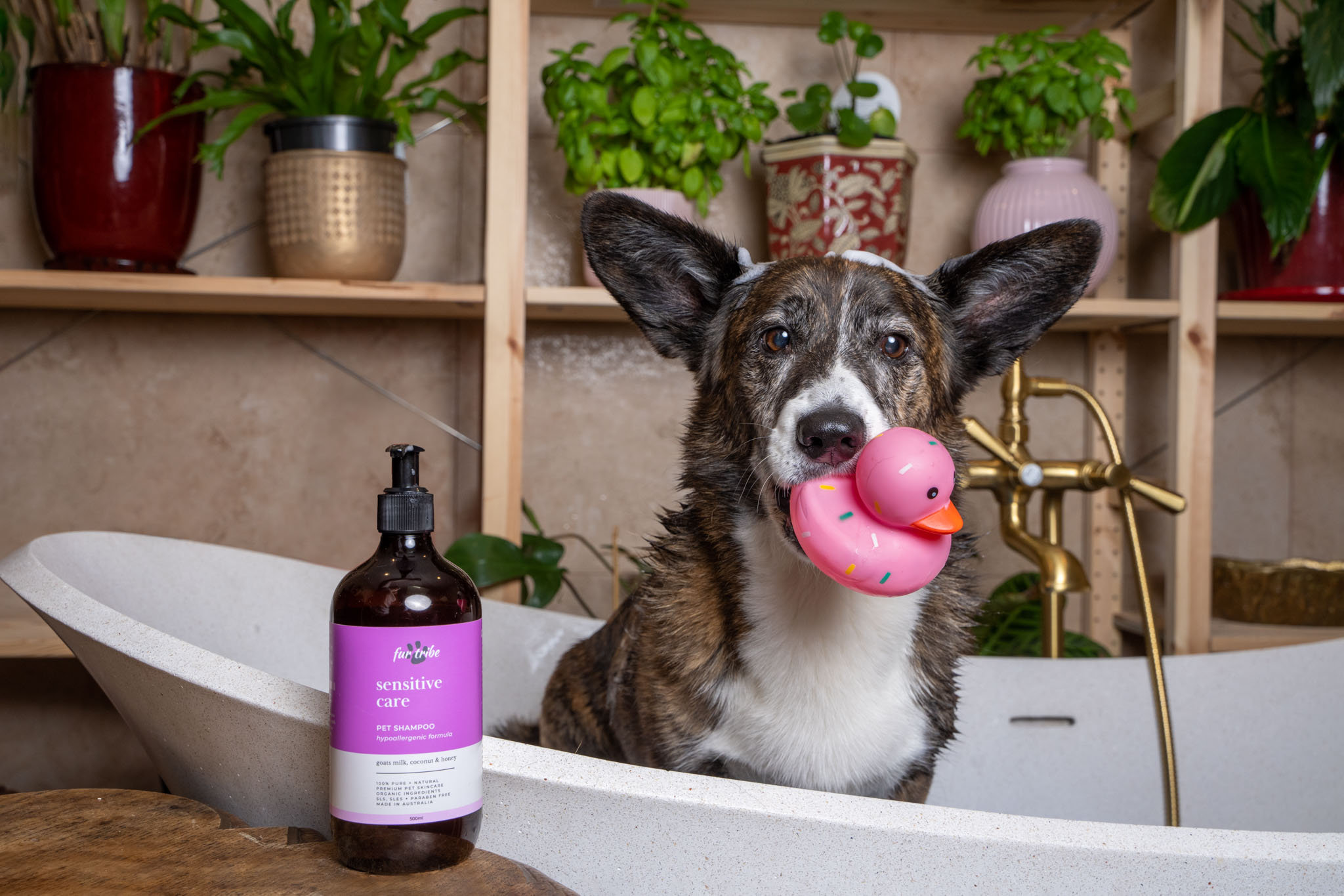 5 Tips for AtHome Dog Grooming